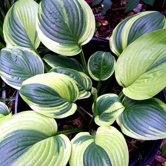 khosta_anfogettebl_1_sht