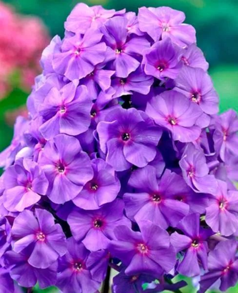 sxvcqgbd3zvh2gs84601oczgxw4soj1h_1