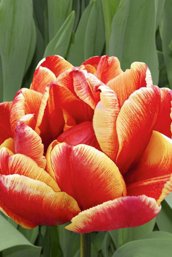 500x500.300646e84ad4bb82