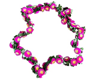 Лиана Маргаритка 2метра 2/20