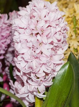 Гиацинт Априкот Пашшн 12/15 3шт Садовита