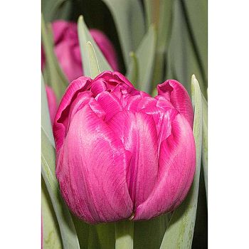 Тюльпан Пурпул Скай 11/12 7шт Садовита
