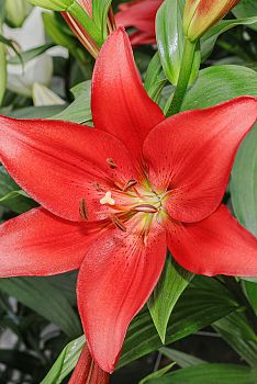 Лилия Коларес 5шт Садовита