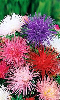 Цветы Астра Гигантские лучи ц/п Марс (игольчатая) Цветы Астра Гигантские лучи ц/п Марс (игольчатая)