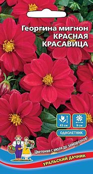 Цветы Георгина Красная Красавица мигнон ц/п Марс