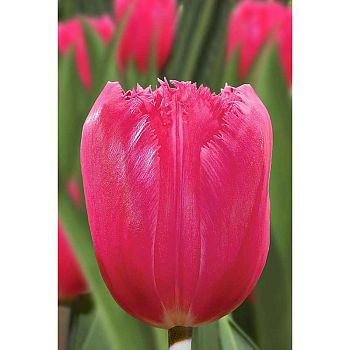 Тюльпан Бургунди Лейс 7шт Садовита