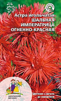 Цветы Астра Шальная императрица огненно-красная ц/п Марс (игольчатая)