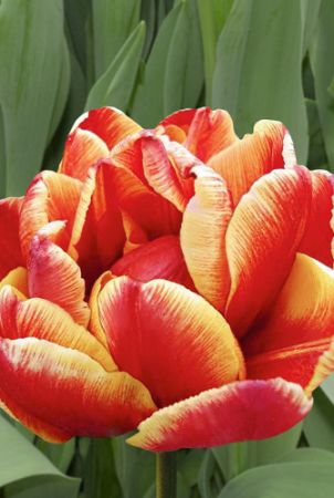 500x500.300646e84ad4bb82