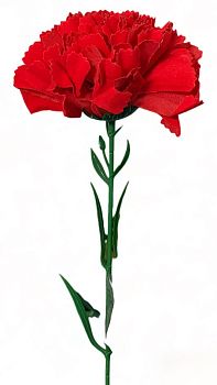 Гвоздика штучная 60см 10/100