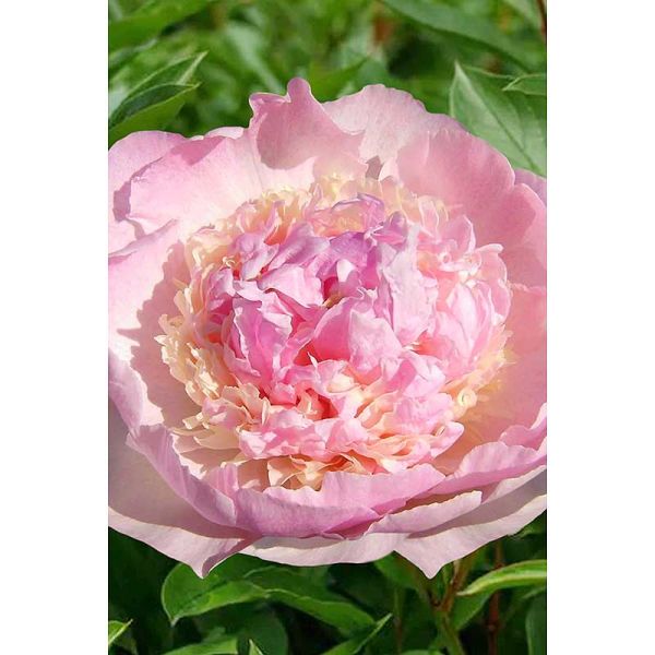 4hrzihc83yjy0zxy2ckgbl8wnf1brk97