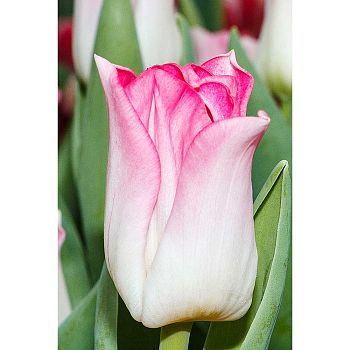 Тюльпан Кроун Оф Династи 11/12 7шт Садовита