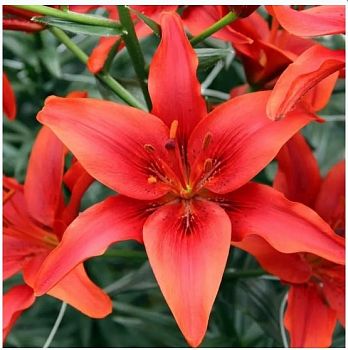 Лилия Рэд Каунти 5шт Лилия Рэд Каунти 5шт