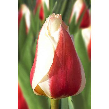 Тюльпан Сильвия Уордер 10шт Садовита