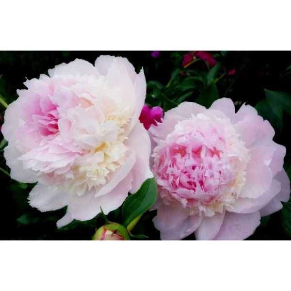 a2bf0c4ebc7c11ea2183fa163e521143_baffa57abc7c11ea2183fa163e521143-1000x1000_1