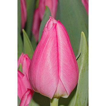 Тюльпан Кристмас Дрим 7шт Садовита