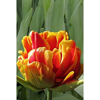 Тюльпан Силеста 11/12 7шт Садовита