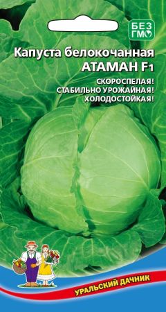 kapusta-belokochannaya-ataman-f1-1