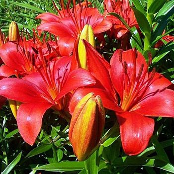 Лилия Прунотто 5шт