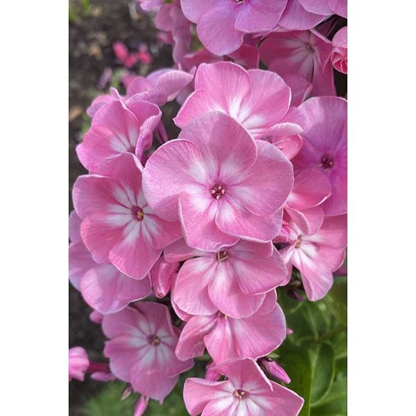 fgbzvvhm2a69bjh1vrfmkkh8fsexg6y6