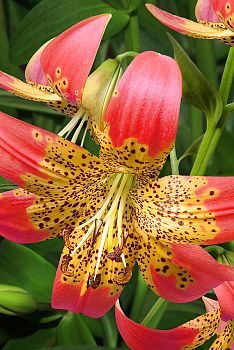 Лилия Фьюжн 2шт Садовита