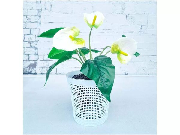 kredo_bel_elf_0x0_6f7_1