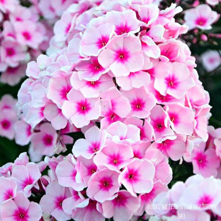 dc4a0704-6ed5-4292-911a-d23cd43f7c67-imageid