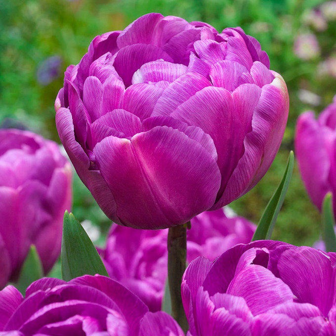 РџРёРѕРЅ Rose Tulip