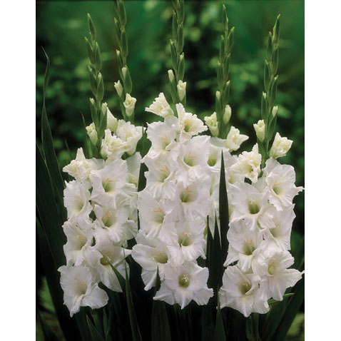 3206512.Gladiolus-Essential-1