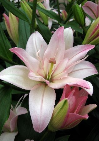 Лилия Шугар Твин