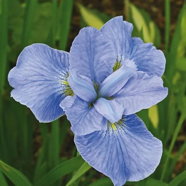 iris-sibirica-dear-delight1_1