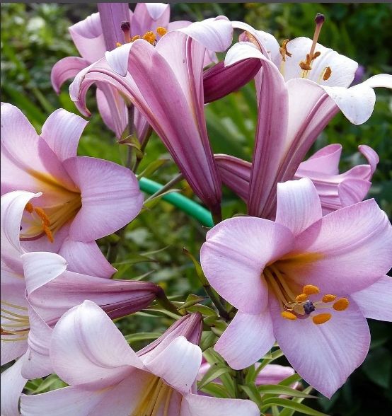 Лилия Пинк Планет