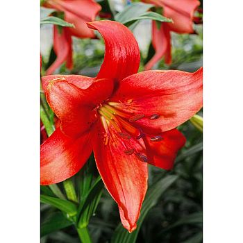 Лилия Перл Лорейн 12/14 5шт Садовита 