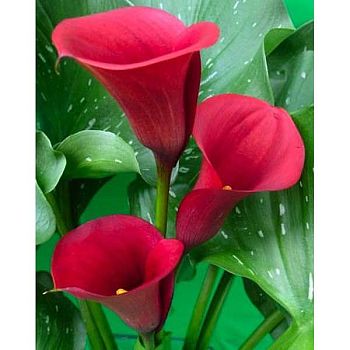 Калла Маджестик Ред 12/14 2шт Садовита