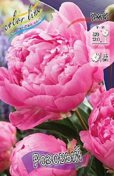 Пион Розовый 2/3 1шт 