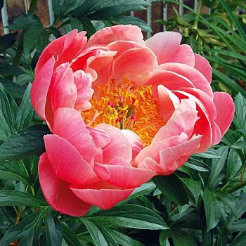 Пион Корал Сансет 1 шт