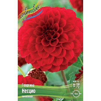 Георгина Несцио 1шт