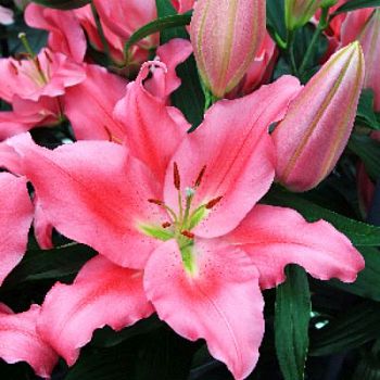 Лилия Прайано 12/14 5шт