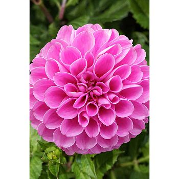 Георгина Ян Ван Шафеллаар 1 шт Садовита 