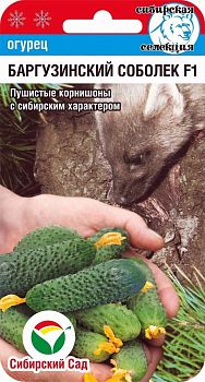 Огурец Баргузинский соболек F1 ц/п 7шт СибС