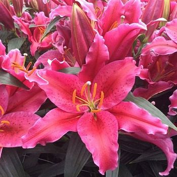 Лилия Эмейзинг грейс 12/14 5 шт