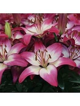 Лилия Тайни Даймонд 2 шт