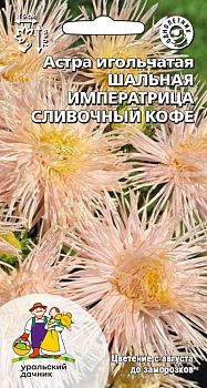 Цветы Астра Шальная императрица сливочный кофе ц/п Марс (игольчатая)