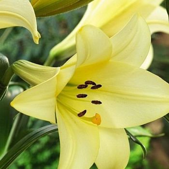 Лилия Делиана 12/14 2 шт