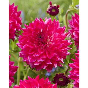 Георгина Диамонт Дебютант 1шт