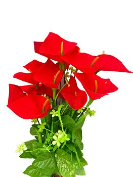 Калла бархат 18голов 50см 1/20