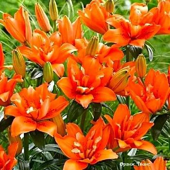 Лилия Оранж Твинс 12/14 1 шт