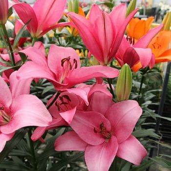 Лилия Сентоза 10/12 7шт