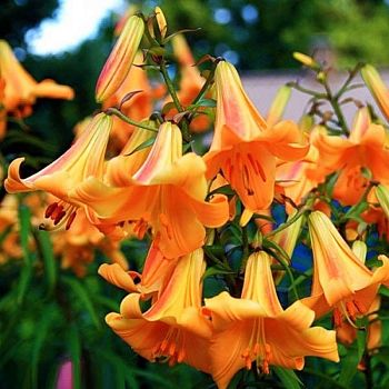 Лилия Оранж Планет 12/14 5 шт