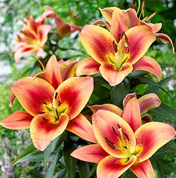 Лилия Монтего Бэй 12/14 2шт