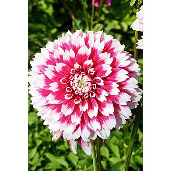 Георгина Фуззи Вуззи 1шт Садовита